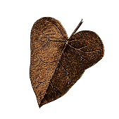 illustration feuille