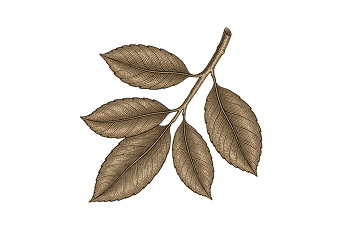illustration feuilles