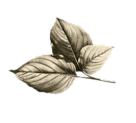 illustration feuilles