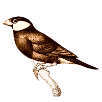 illustration oiseau