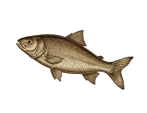 illustration poisson