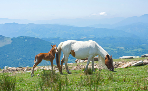 chevaux la rhune