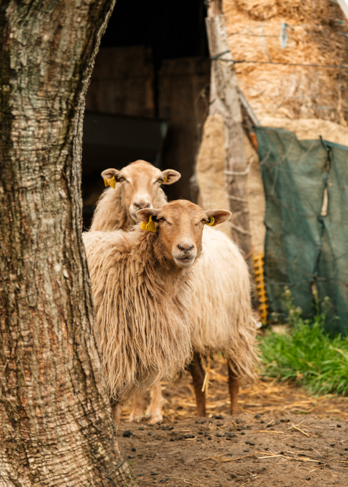 ferme basque