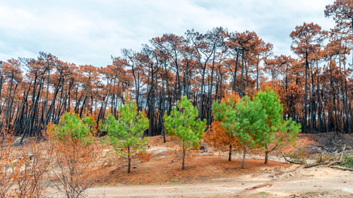 foret chiberta anglet