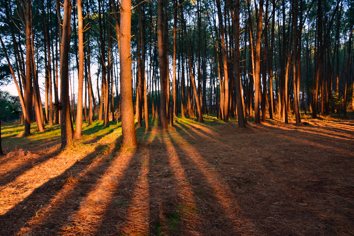 foret du pignada