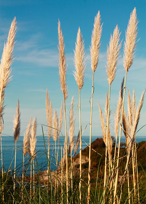 plage de lafitenia