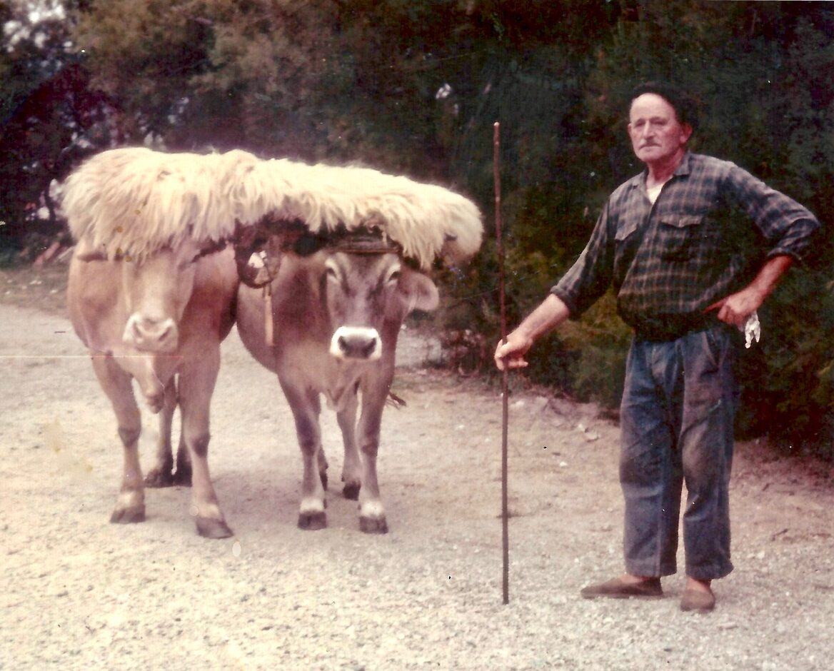 4.PHOTO VACHES